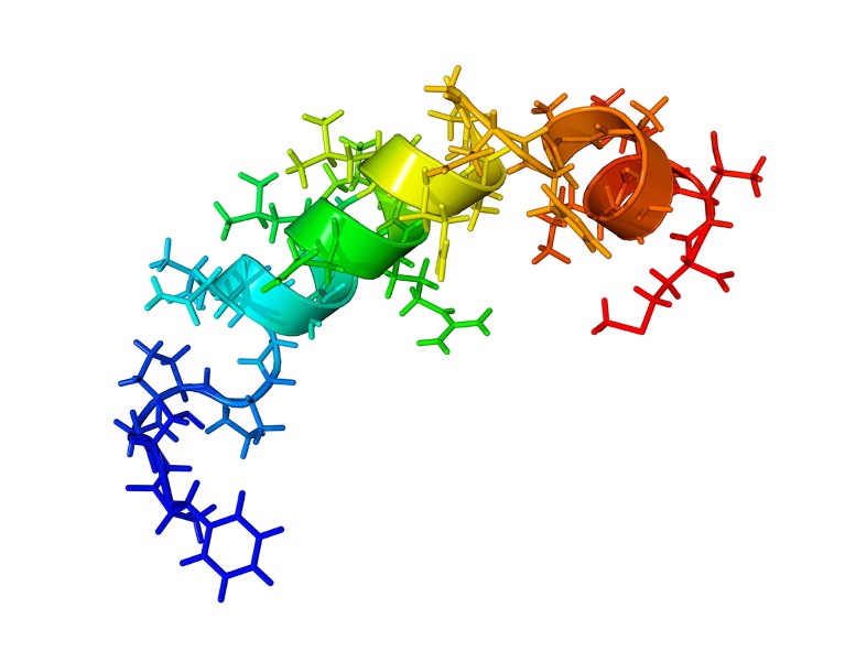 A computer model of orexin B showing the coiled molecular structure.