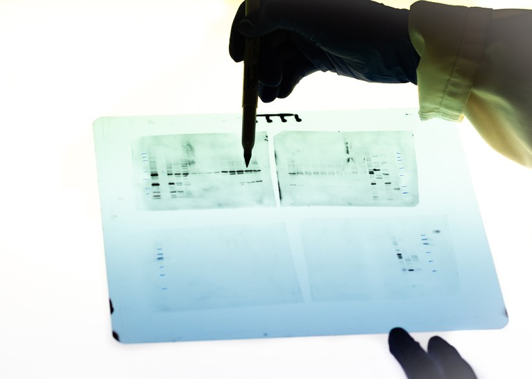 Protein sequencing blot on a lightbox and a hand wielding a marker pen.