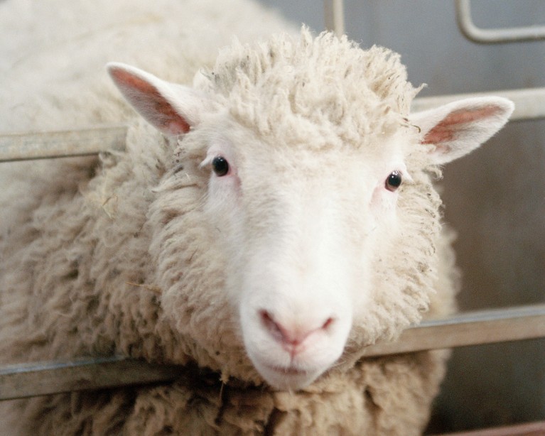Dolly, the first cloned sheep, at eight months old, in her barn.