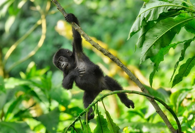 A young mountain gorilla hanging from a tree branch in Uganda.