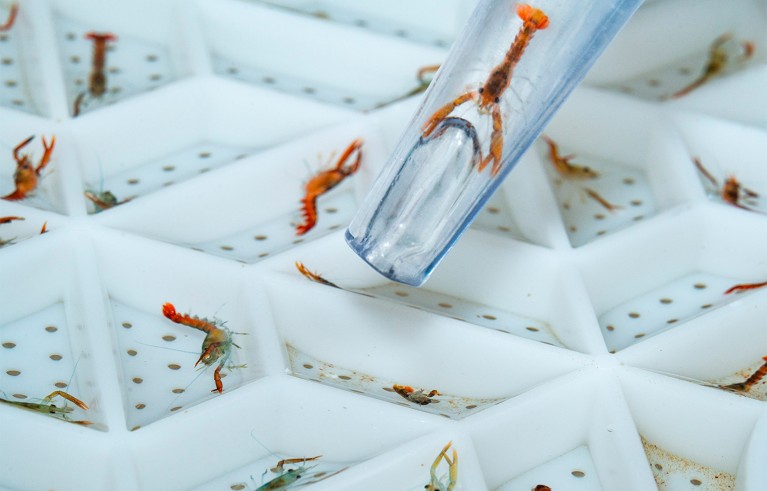 Close-up of a white segmented tray containing multiple small aquatic larvae, with one larva being picked up by a clear plastic pipette. The tray features triangular compartments with perforations, highlighting a controlled environment for studying or sorting larvae.
