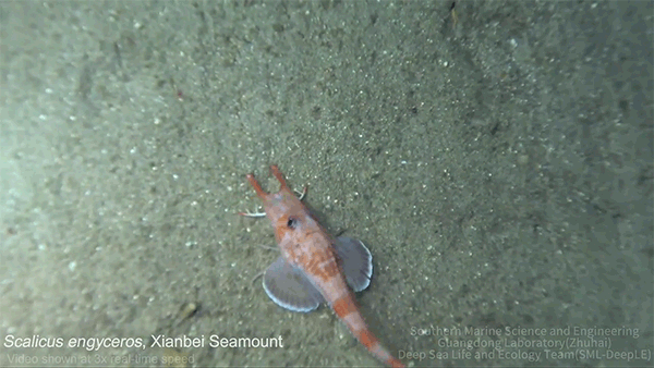 An armored Serobin photographed from above while moving across the ocean floor.