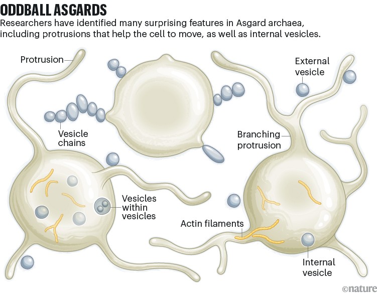 Illustration of Asgard archaea cells showing unusual features, including long protrusions, branching extensions and chains of vesicles.