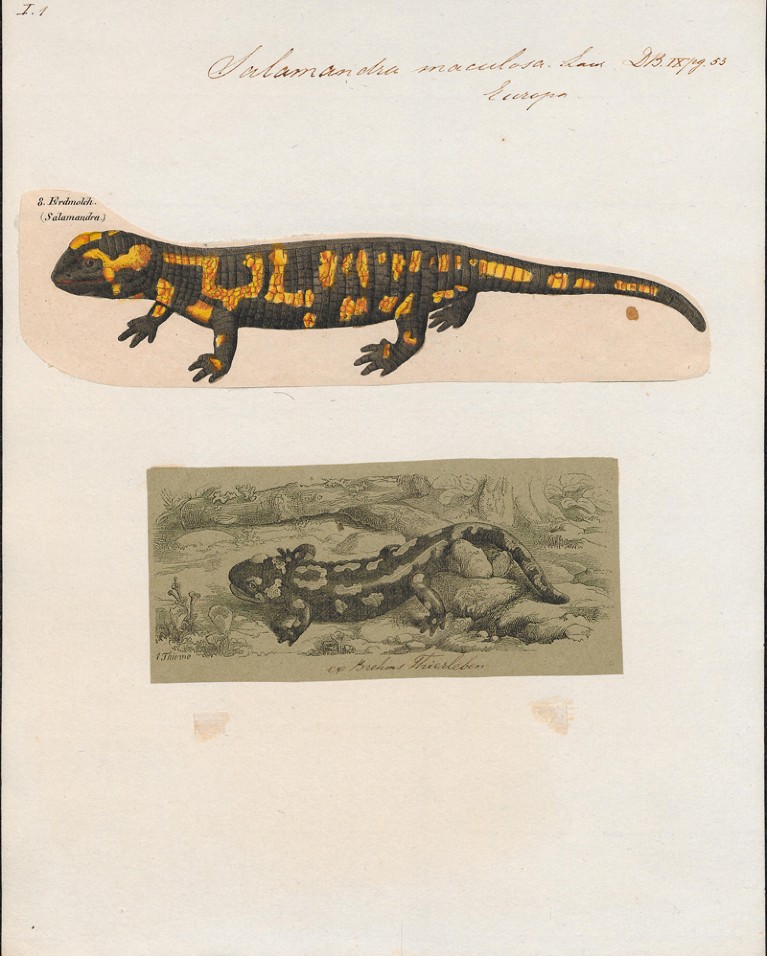 A scientific illustration featuring two depictions of a salamander species, one coloured with orange and black patterns and the other a monochrome sketch showing the salamander in a naturalistic setting. The top coloured drawing is labelled with species name and classification, highlighting anatomical features, while the bottom sketch provides contextual habitat details.