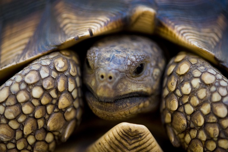 Close-up of the front of a Ploughshare tortoise in a national park in Madagascar.