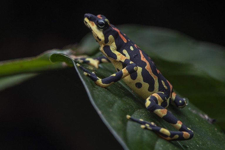 Full side view of a variable harlequin frog resting on a leaf in southwest Costa Rica.