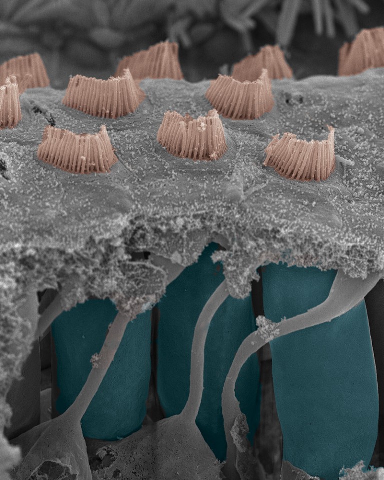 A scanning electron microscopy image of mouse auditory outer hair cells in blue and grey, with orange hair bundles protruding at the top.