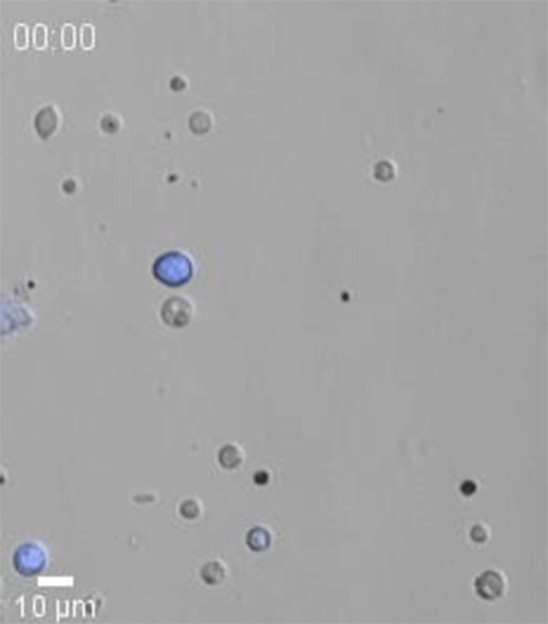 Animated sequence showing cells erupting into tiny pieces in response to bacteria.