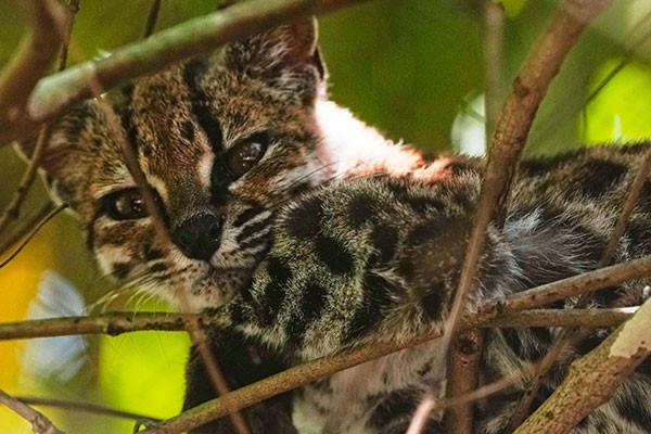 A small spotted tilcayo peeks through leafy branches toward the camera.