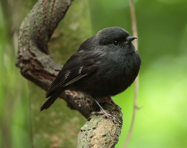 An entirely black karure bird sat on a spiralling branch.