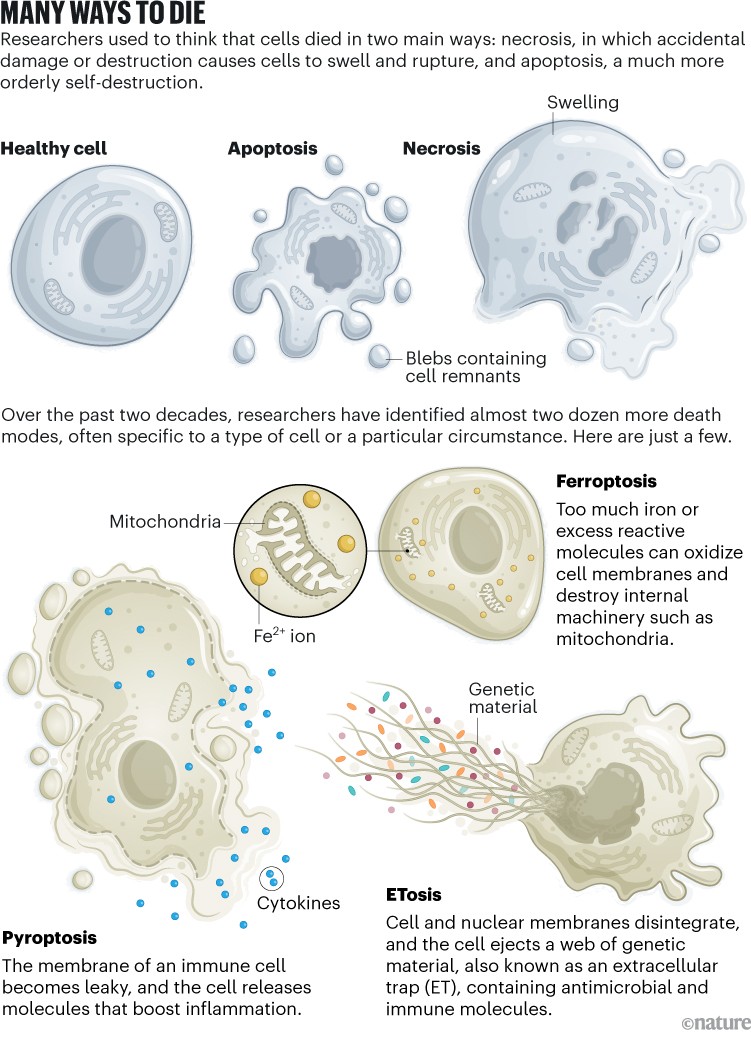 Infographic comparing several forms of cell death, including apoptosis, necrosis, ferroptosis, pyroptosis and ETosis.