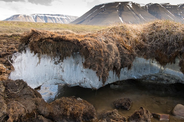 An exposed section of earth shows a layer of permafrost visible as ice sandwiched between a layer of turf above and soil below.