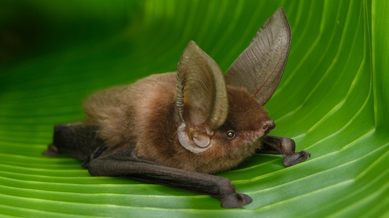 A brown bat resting on a large green leaf, highlighting its prominent, large ears and detailed fur texture. The vibrant green leaf contrasts with the bat's dark wings and body.