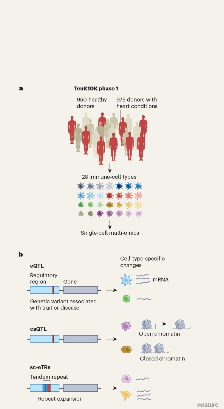 Genetic variants that alter gene regulation in specific cell types are ...