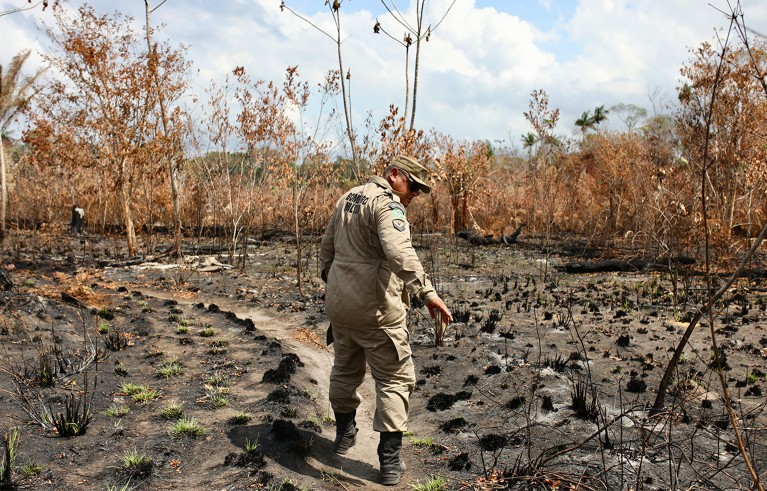 A field officer walking through recently burned woodland, documenting wildfire damage and environmental recovery. Charred ground, blackened tree trunks, sparse brown vegetation and small green shoots highlighting severe fire impact alongside early regrowth.