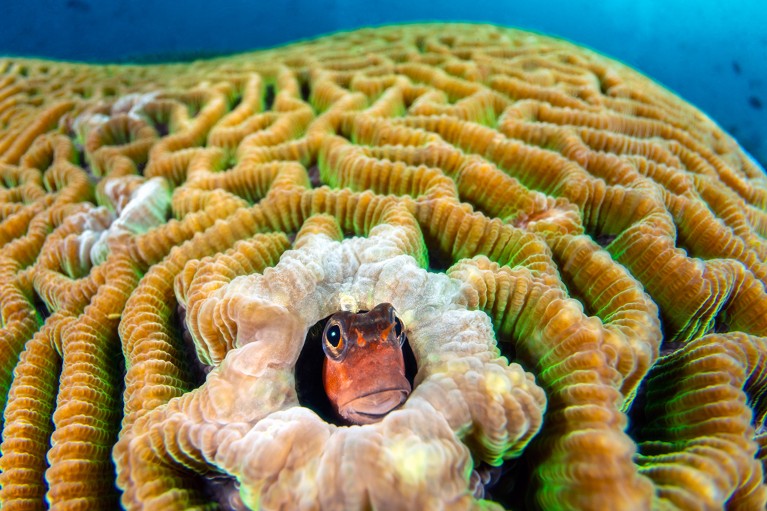 Bath’s blenny fish peeking out from a hole in a partially bleached brain coral.