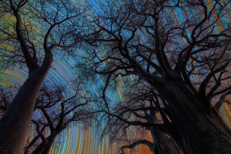 Large baobab trees with the Botswana sky above it and multiple stars captured on long exposure, resembling colourful lines in the night sky.