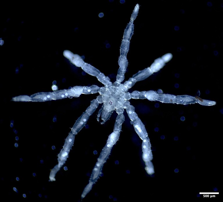 A new species of sea spider Tanystylum kiixin discovered by the researchers, seen here semi-translucent on a dark background.