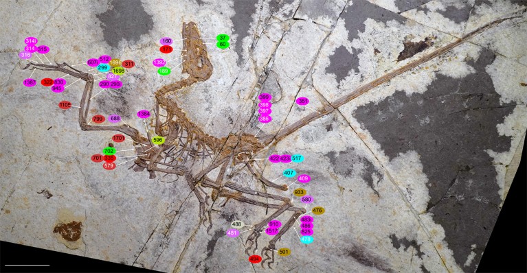Top view of the Norellraptor barboldii fossil showing the whole body with superimposed labels.