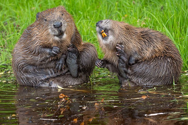 Two Belgian beavers pictured comedically half out of the water as though posing for a photograph.