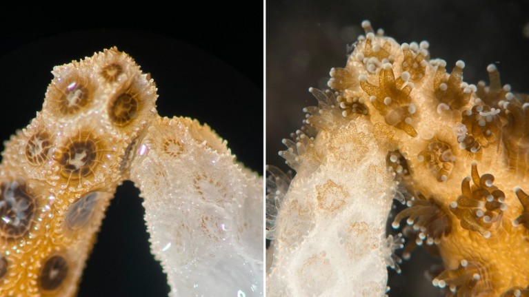 Composite image showing early-stage recovery, showing the symbionts spreading from the healthy coral into the bleached coral.