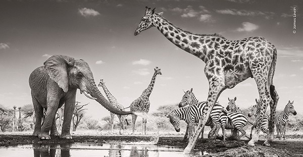 A young bull elephant sprays zebras at a waterhole in Chyulu Hills National Park, Kenya.