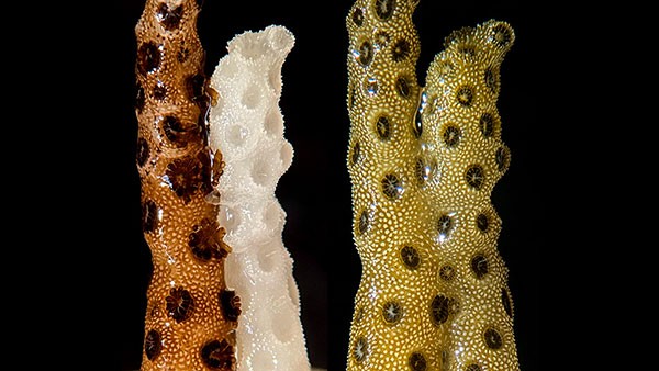 Side-by-side images of a bleached piece of Pocillopora damicornis coral touching a healthy piece at the beginning of an experiment (left) and after eight weeks (right). In the left-hand picture, the bleached coral is ghostly white. Eight weeks later, it has been fully restored.