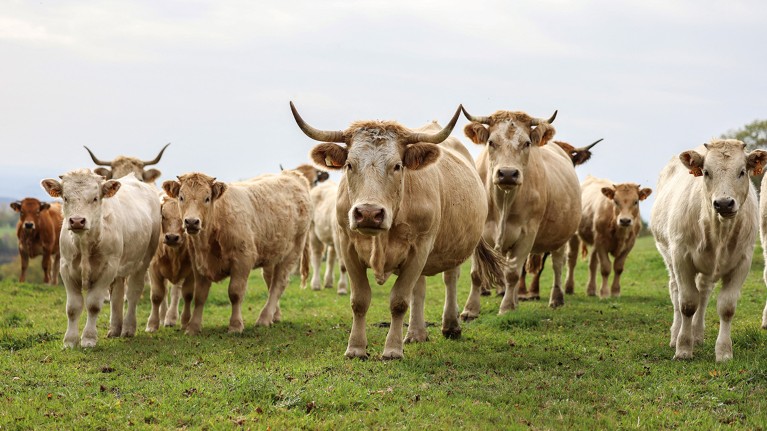 A herd of Aubrac breed cattle looking directly at the camera while standing in a green field in France.