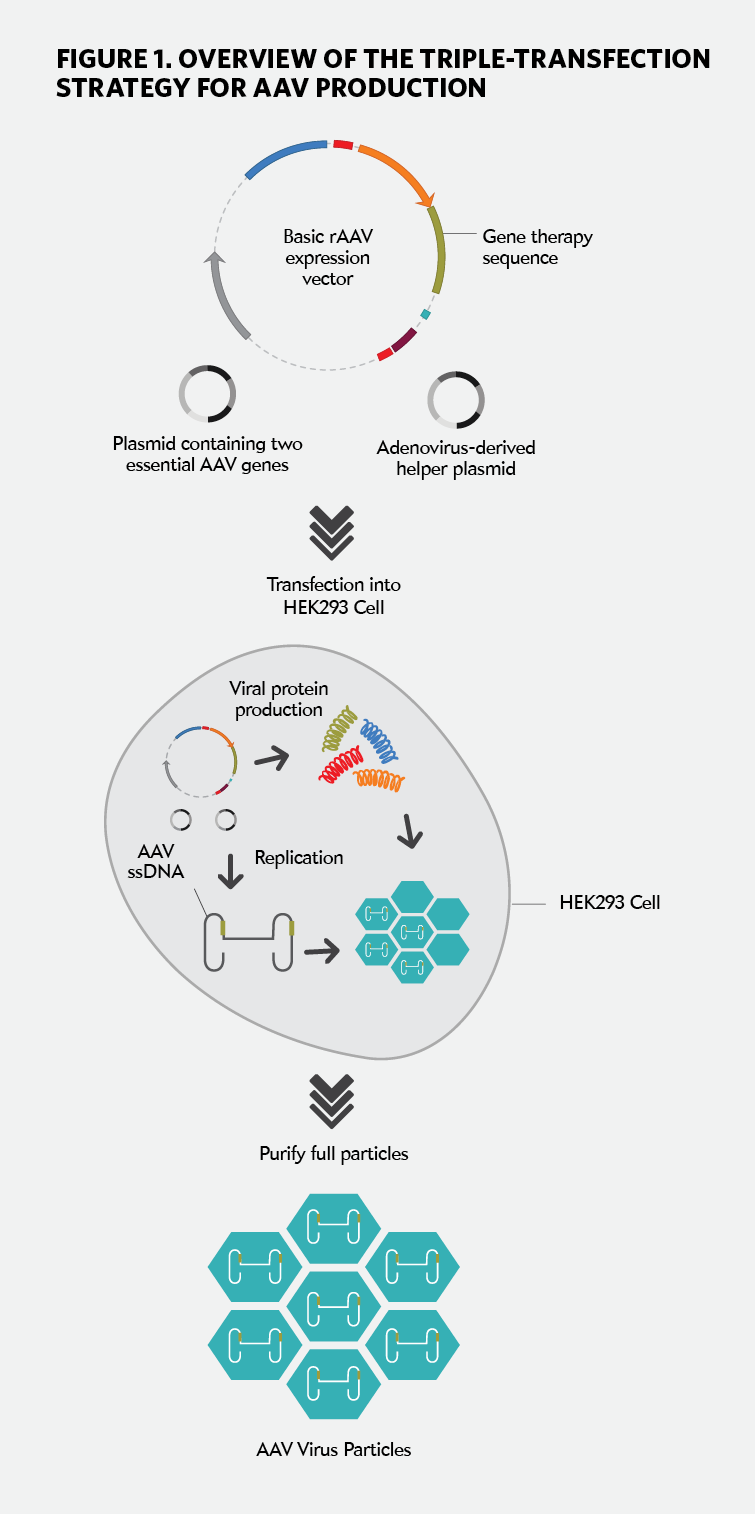 Overview of the triple-transfection strategy for AAV production
