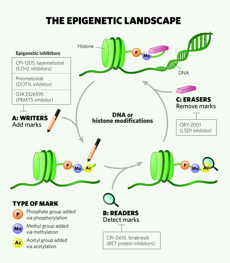 Epigenetic regulators control protein function and stability as well as gene transcription, DNA replication and DNA repair.