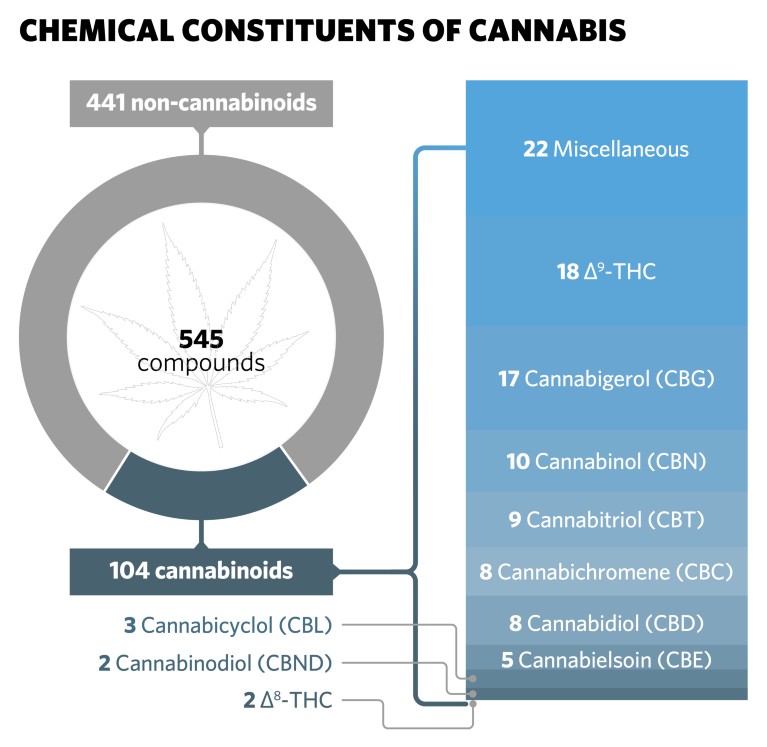 Diagram showing the chemical constituents of cannabis