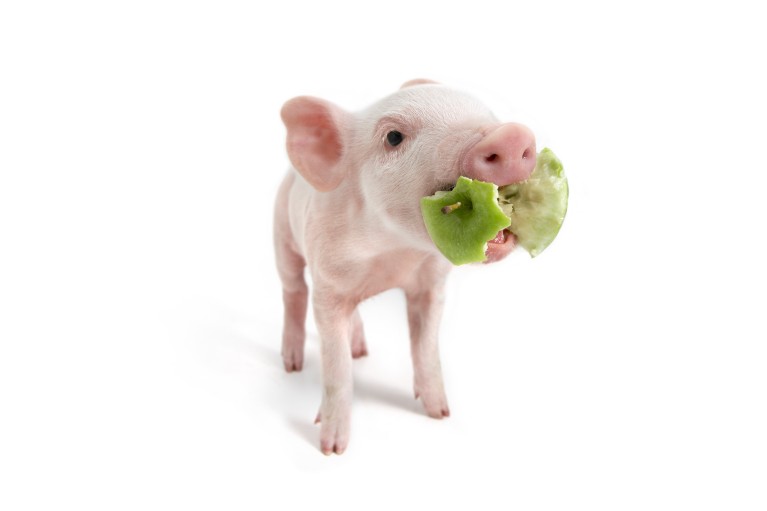 A lovely pig chewing an apple.