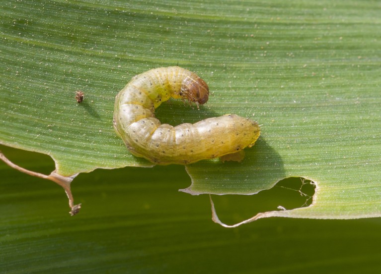 A fall armyworm on a leaf.