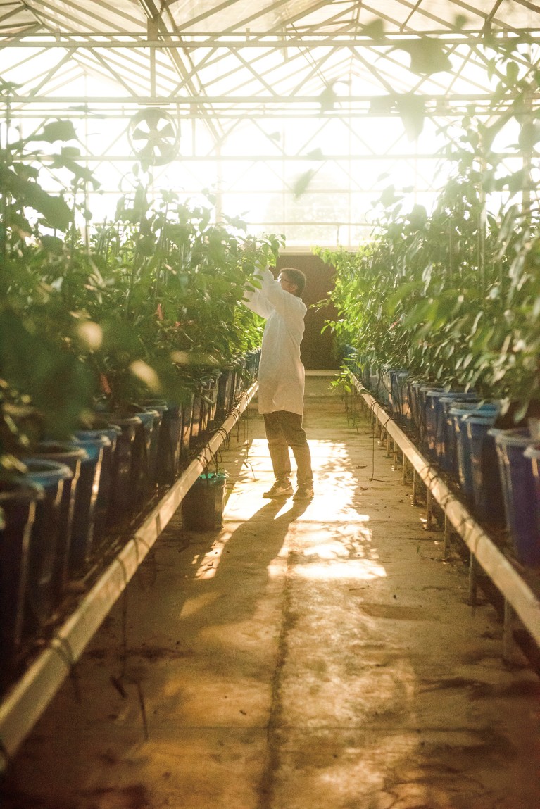 A researcher is standing among citrus trees, pruning.