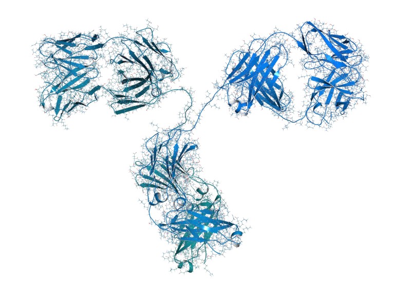 An illustration of a monoclonal antibody.