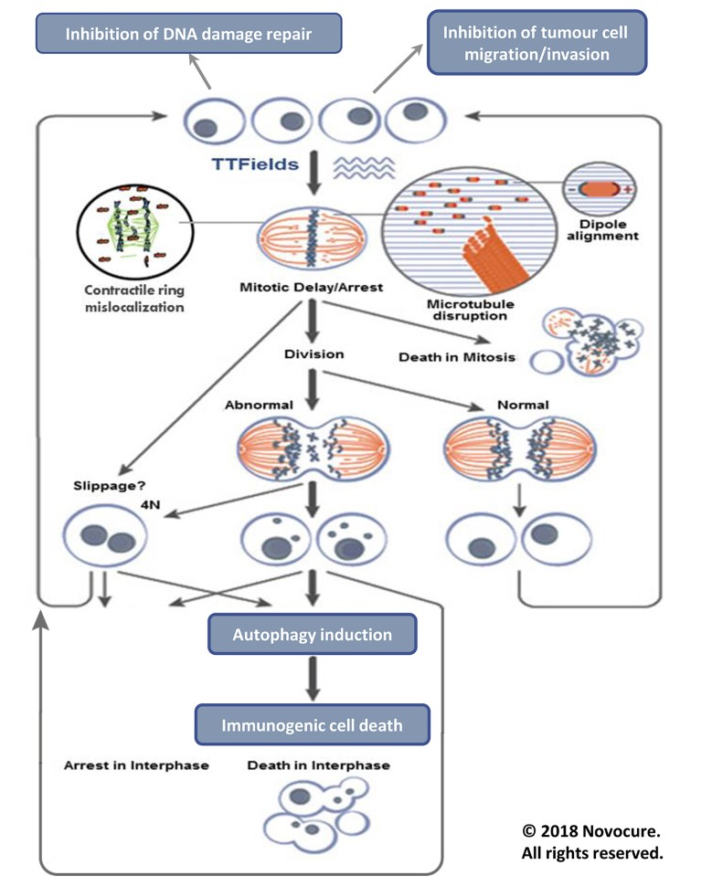 Effects of TTFields on replicating cells.