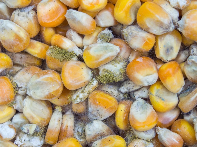 Image shows fungus that produces aflatoxin growing on corn