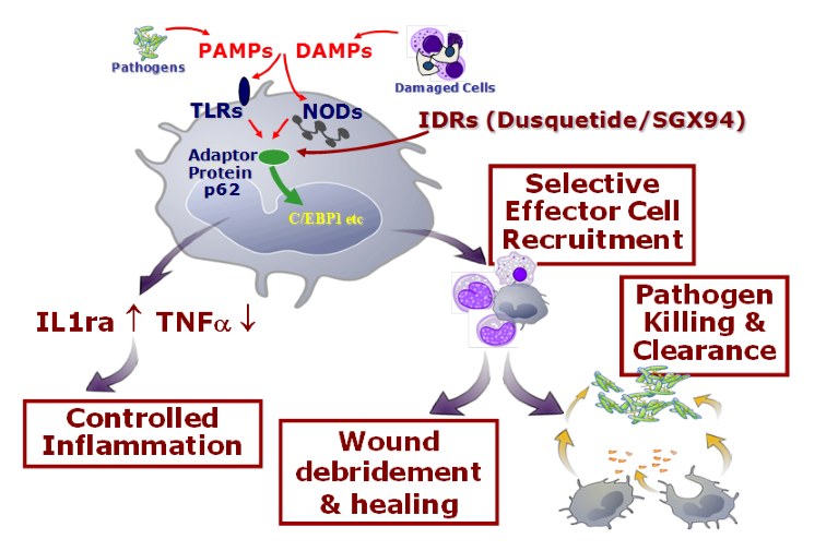 Innate Defense Regulator (IDR)