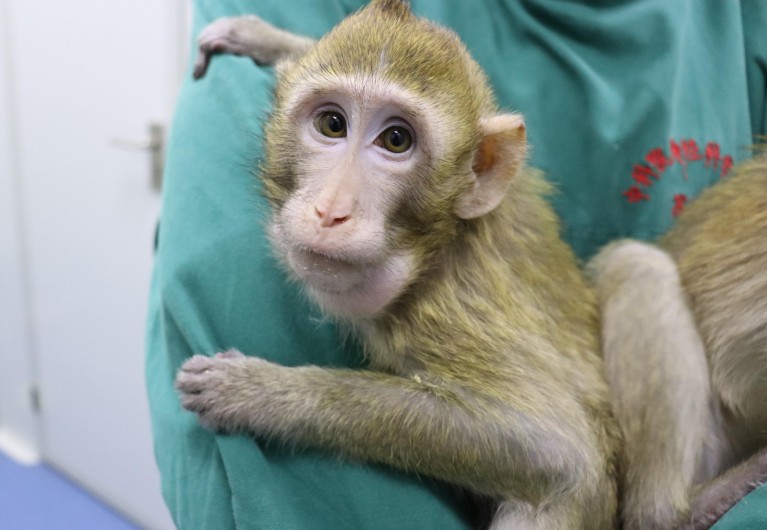 China Is Genetically Engineering Monkeys With Brain Disorders