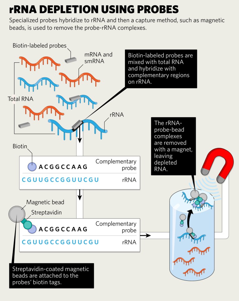 A probe-free rRNA depletion method expands RNA-seq use