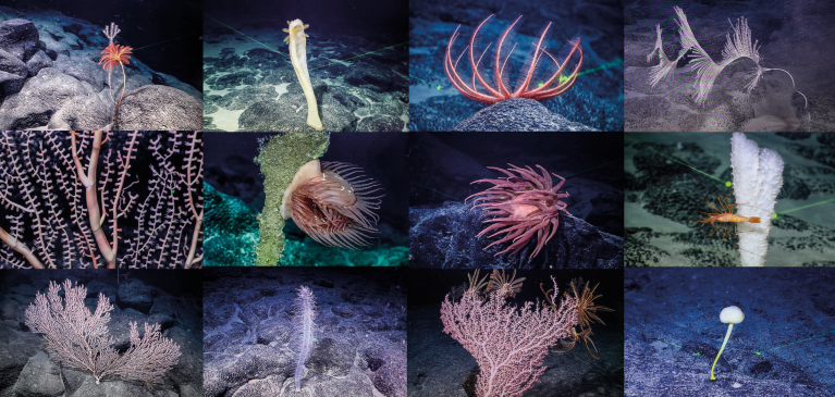 marine biology research studies