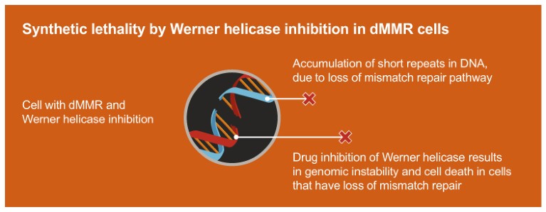 How GSK is using synthetic lethality to develop cancer therapies ...