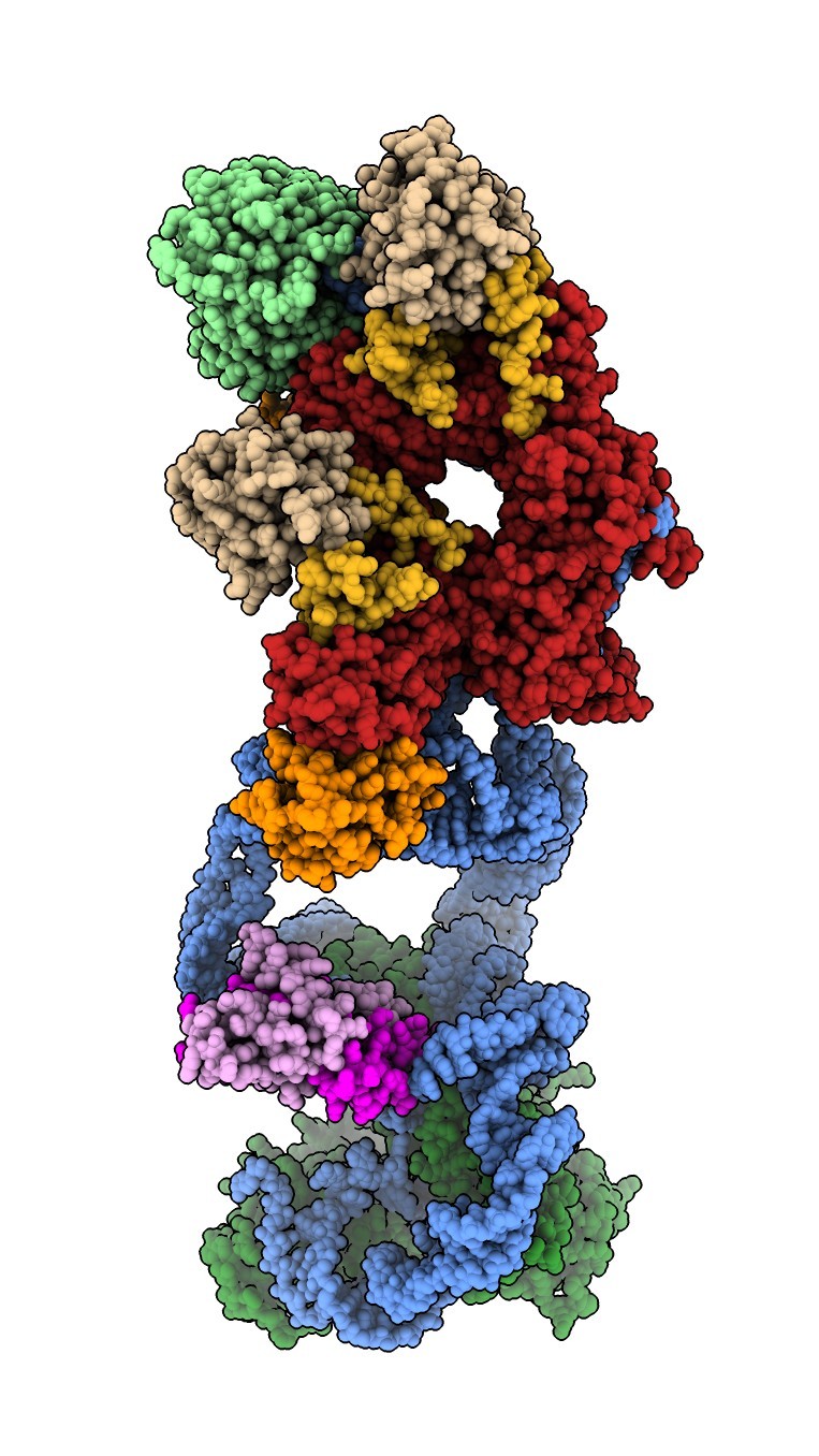 High-resolution structure of telomerase