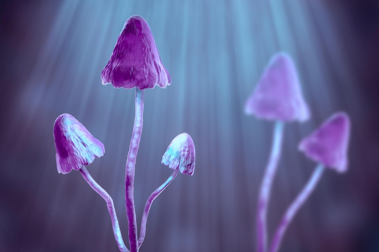 Groups of purple mushrooms with long, thin stems and bell-shaped hoods.