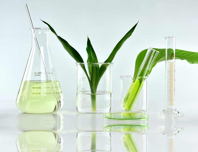 Three glassware containers hold artful green plants