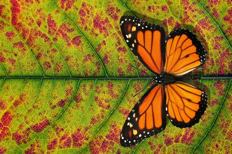 Aerial view of orange and black butterfly on a green and red leaf