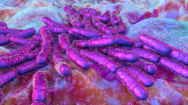 A computer-generated illustration of lactobacillus bacteria.