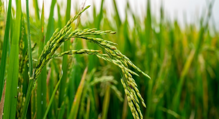 The Quest For Hardy Crops That Need Less Fertilizer