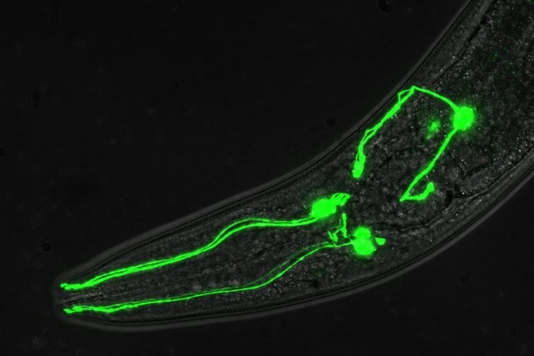 Cervello del verme cilindrico Caenorhabditis elegans