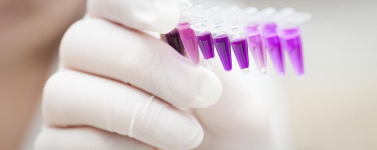 Gloved hand holding eight test tubes containing a purple substance.